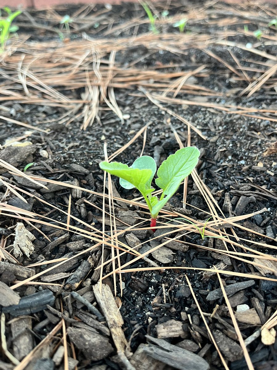 We have radish sprouts🌱!! @SinclairPTO @HoustonISD @readygrowgarden #radish #sprout #fallplanting
