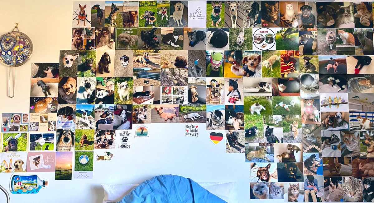 Ejay und Belle 💜💚🐾 tweet media