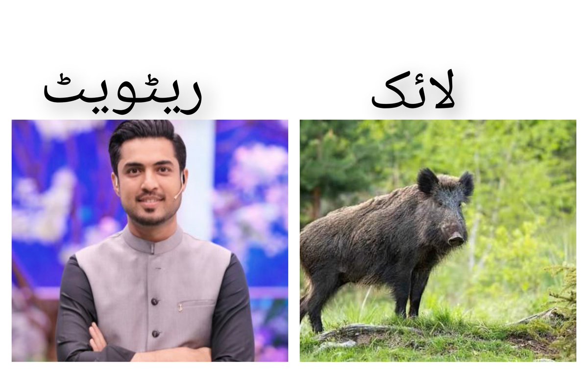 Wild Animals Meaning In Urdu, جنگلی جانوروں