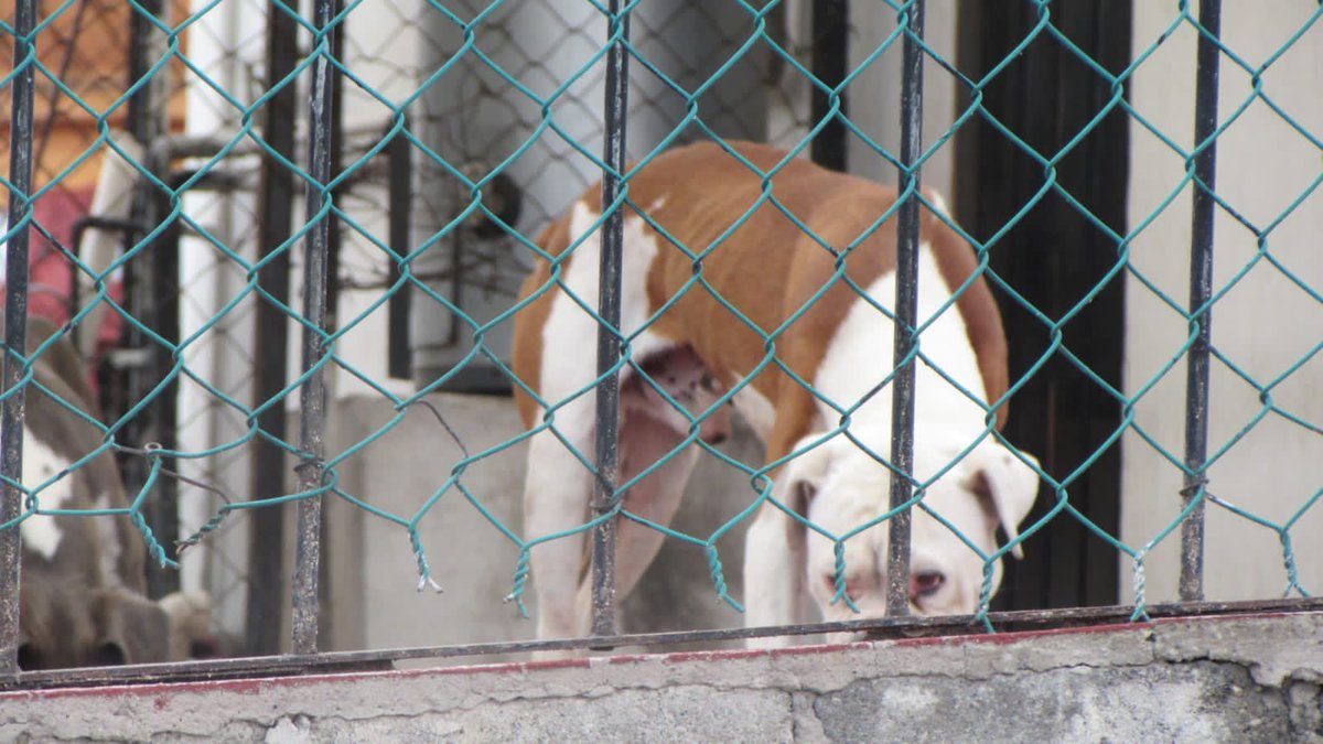 Ximevale101's tweet photo. @rbksokol @supercivicosmx @LetyVarela @AndresGuzBJ @JMRivaPalacio @monikballe @c4jimenez @azelarobinson @FundacionToby @MascotaCoyoacan En @IztacalcoAl un maltrato terrible a muchos perros es un criadero, sin comida, sin agua, en la lluvia, el olor es insoportable, se comen sus propias heces, ya hicimos denuncia los vecinos a @PAOTmx y sigue la misma situación, @MundoPatitas @supercivicosmx https://t.co/EFLXtnNsW3