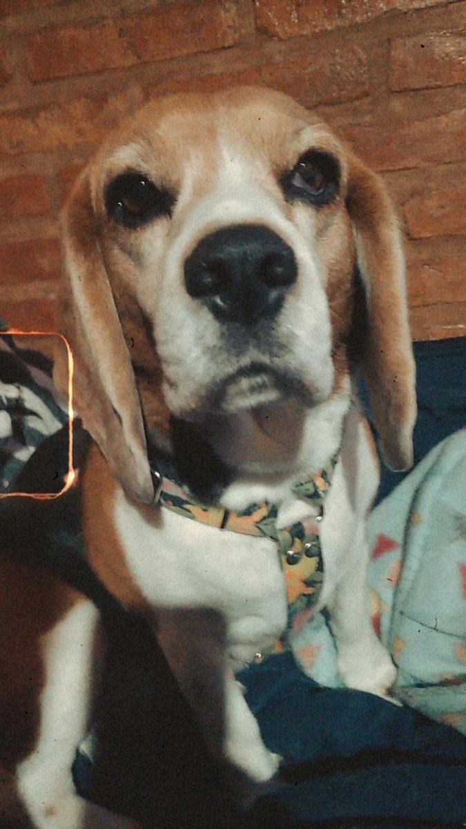 chechicleo's tweet photo. @USlTE2023 Feliz cumple papá  de Max https://t.co/hcn6fbiuL6