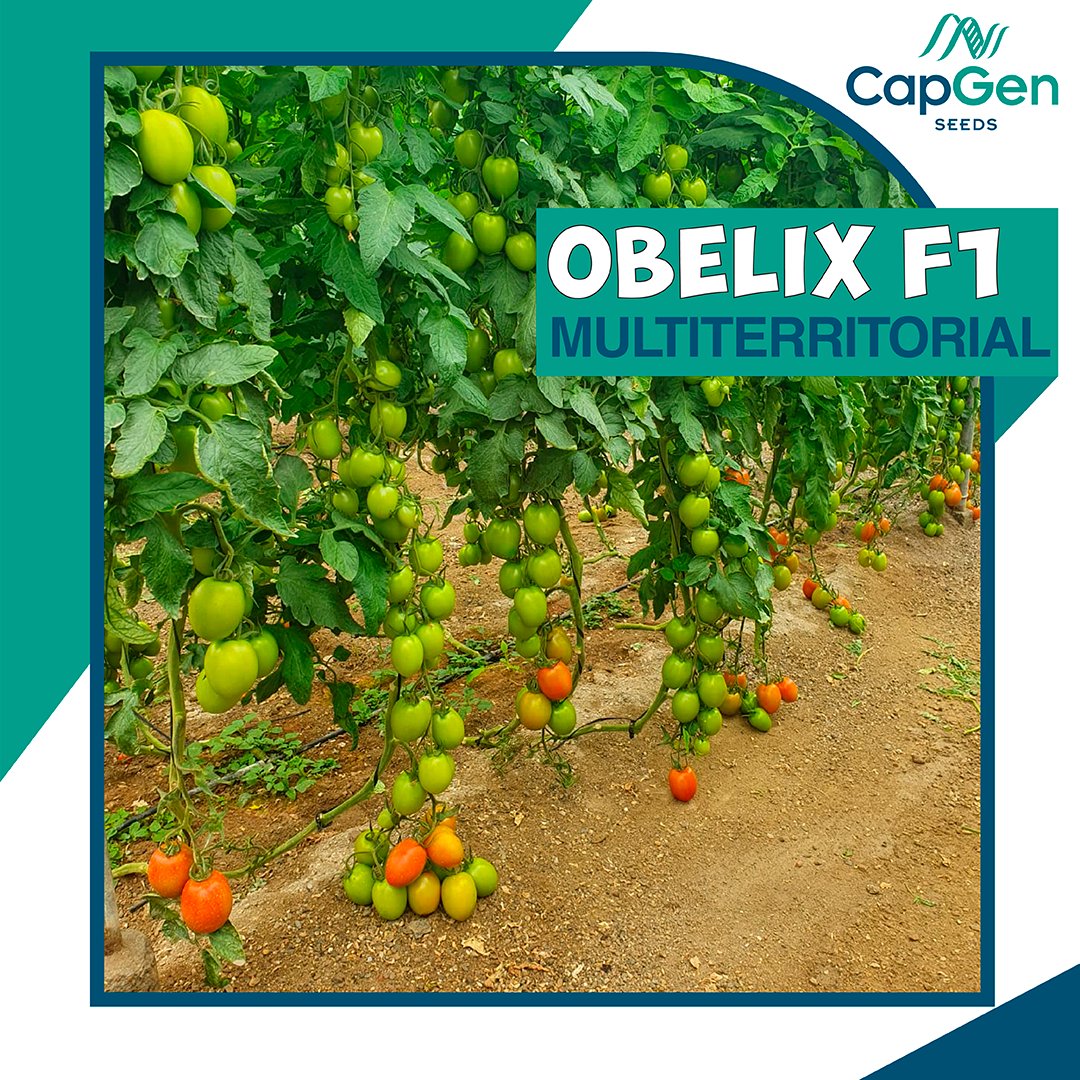 CapgenSeeds's tweet photo. Para esta campaña apuesta por #Obelix, el #tomatepera de #granCalibre🍅
Es un auténtico #campeón en adaptabilidad y rendimiento🥇
Se ha ganado la reputación de #MULTITERRITORIAL al desarrollarse en diversas regiones, garantizando cosechas óptimas para los #agricultores 💯 https://t.co/ioPCmRBfeu