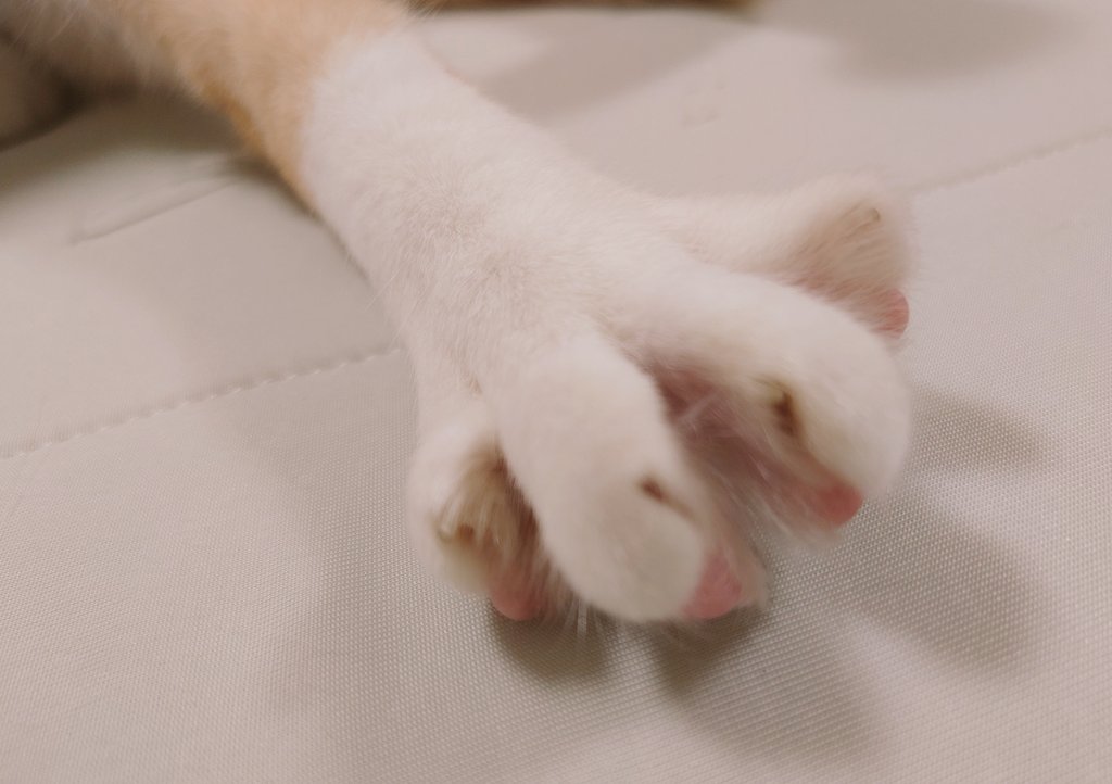 FF_hihiru's tweet photo. うちのネッコの足、
全開でカワイイでしょ？！😂 https://t.co/FbA1IX0lwd