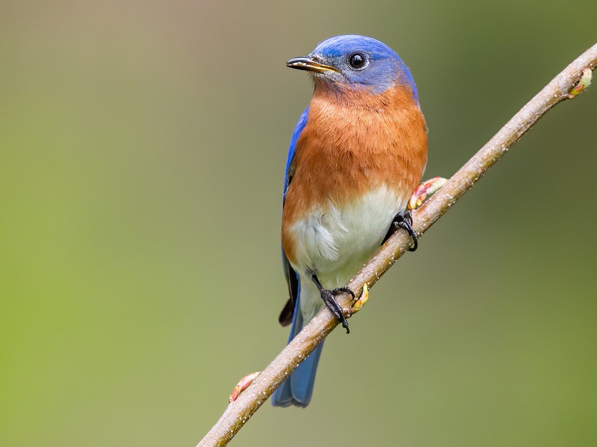 The #Easternbluebird isn’t totally blue. What a disappointment. 

#bird #birds #bluebird #thedictionary #words #wordnerds #intelligence #knowledge #podcast #dictionary #wordnerd #podcasting #books #geek #geeky #learn #nerd #smart #book #word #dailypodcast #edutainment