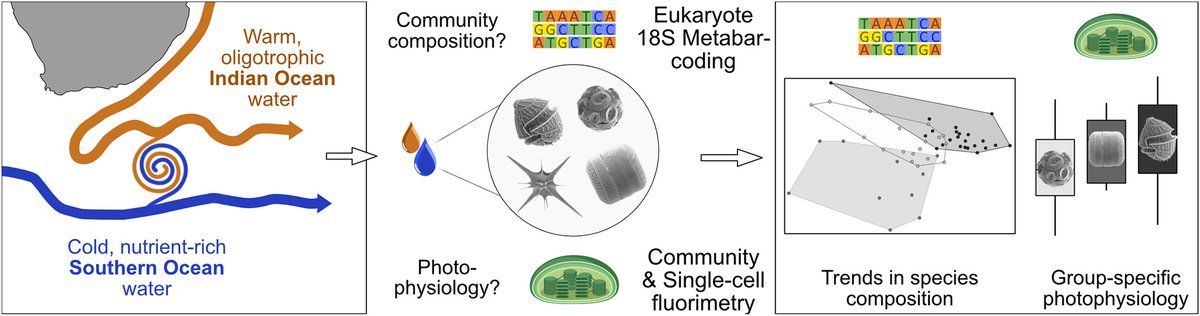 What is driving the health of marine protist communities?
A: Environmental Stressors
B: Taxon-specific physiology
We used a novel combination of eDNA metabarcoding and community &amp; single-cell photophysiology measurements to try and answer this question
doi.org/10.1111/1462-2…