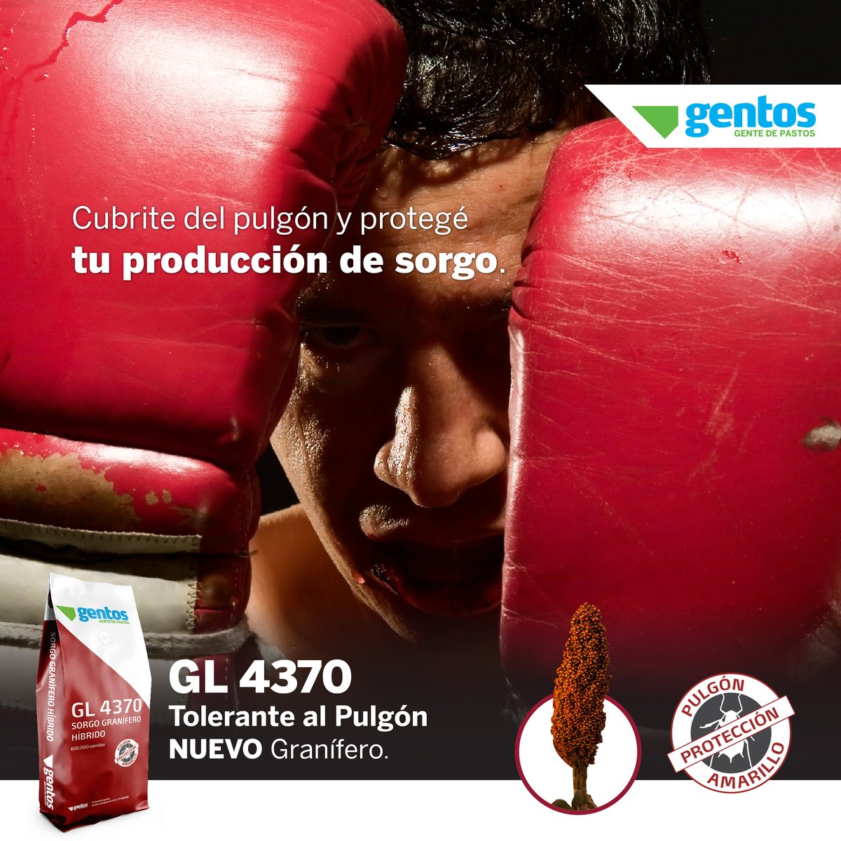 Cubrite con nuestra semilla de sorgo granífero GL 4370 tolerante al pulgón y lográ los máximos niveles de producción de granos con semilla de genética probada 💪🏼🧬

NUEVO
🔴 GL 4370
🔺Tolerante a Pulgón
🔺Granífero de ciclo intermedio.