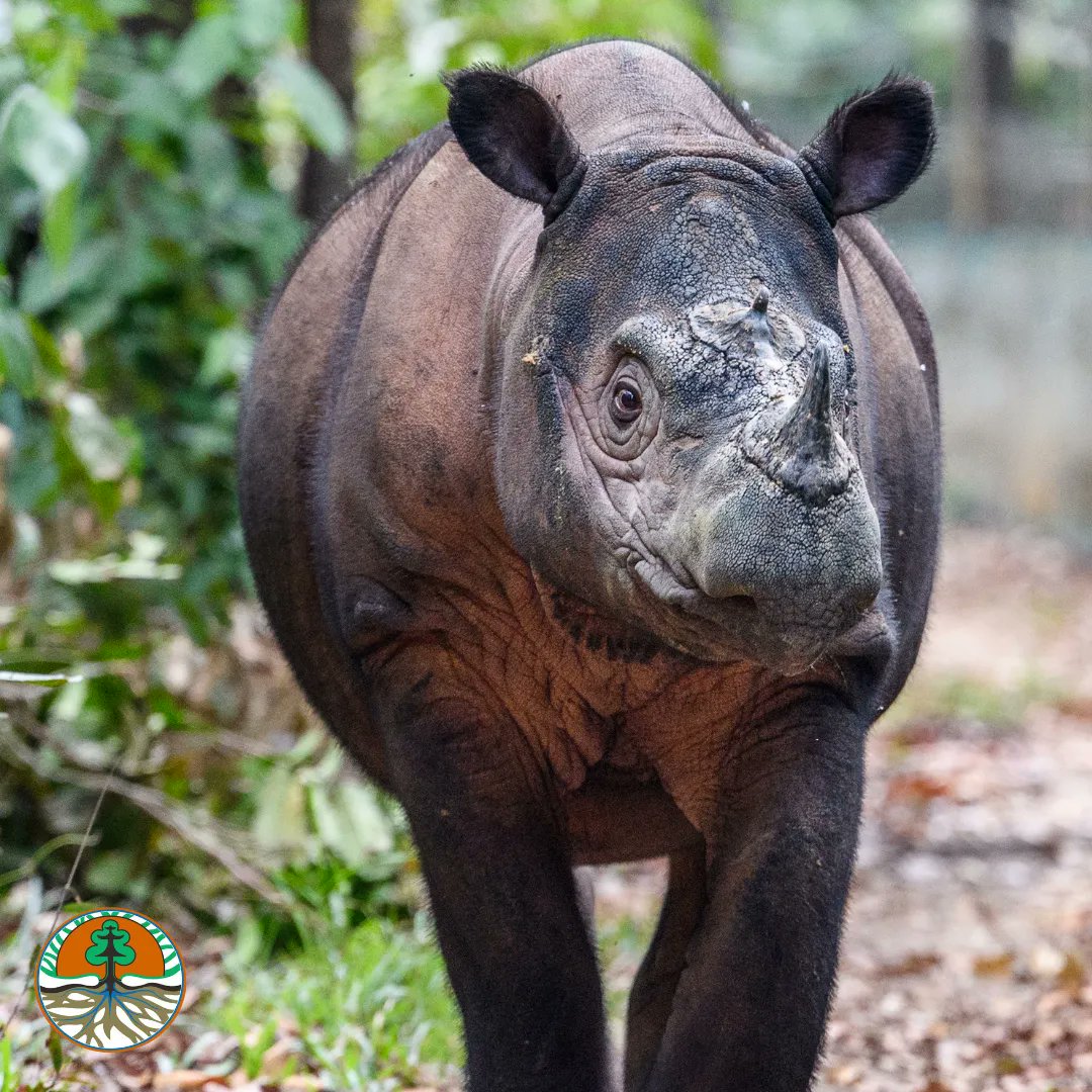 Tuesday thoughts... 💭​

Why are rhinos so special to you? 🤍​

📸 Nick Garbutt  ​

#savewildlife #poaching #wildlifepoaching #rhinopoaching