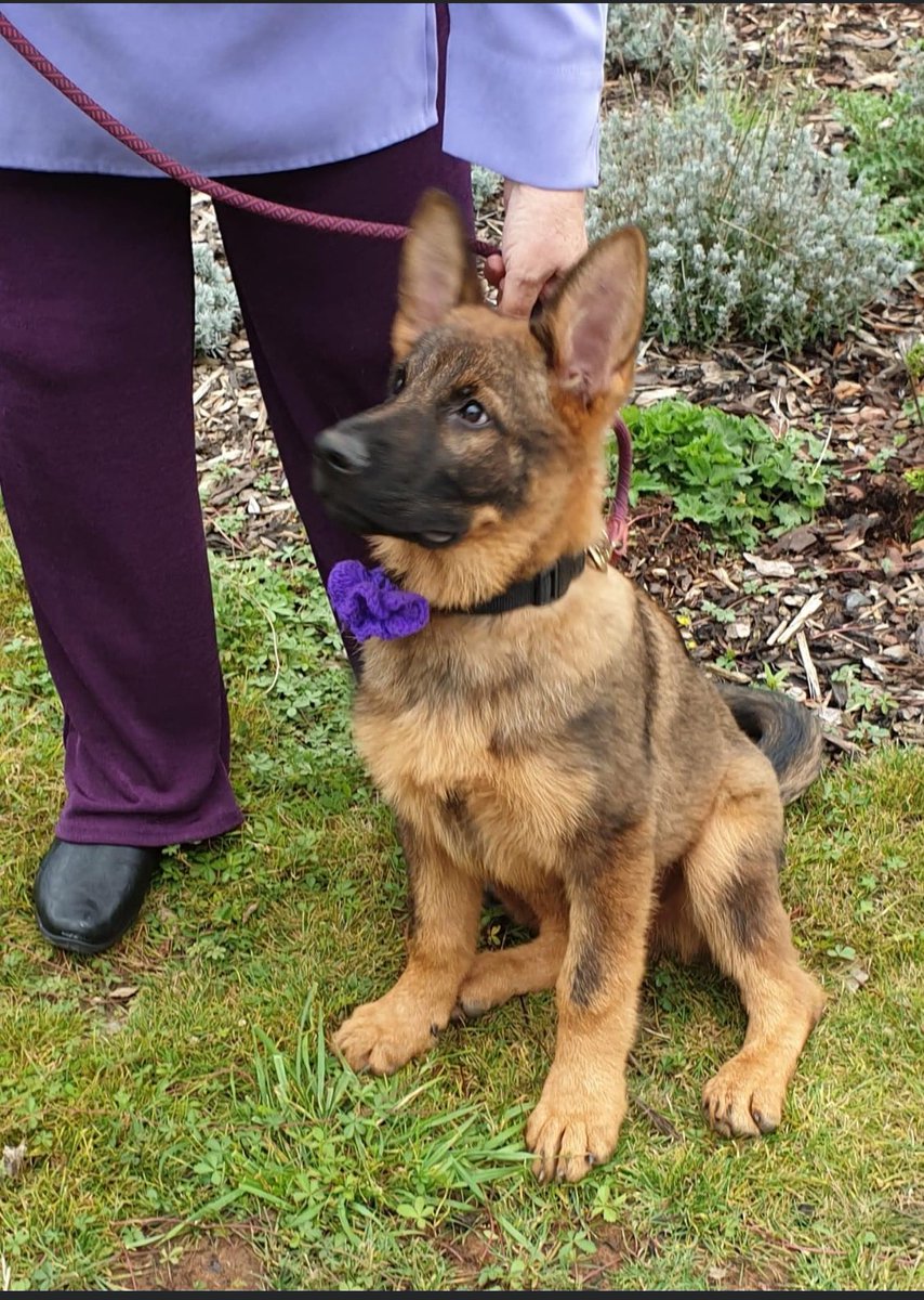 Murphy's Army Purple Poppy Campaign tweet media