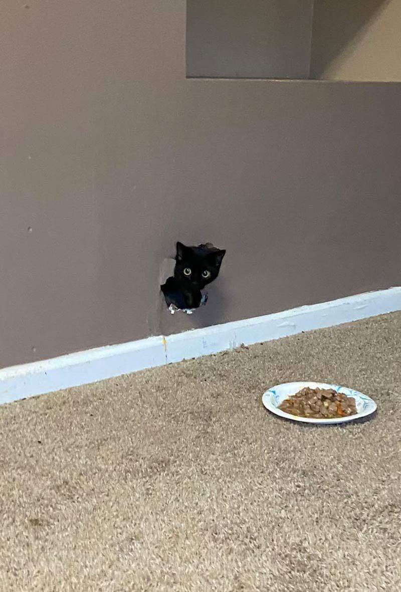 DontShowYourCat's tweet image. came for food