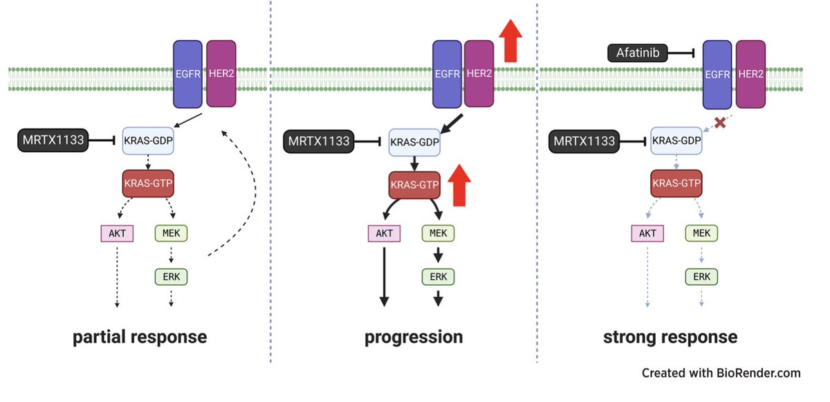 Dual Inhibition of KRASG12D & Pan-ERBB Is Synergistic in #PDAC
@CR_AACR 
doi.org/10.1158/0008-5…
👉MRTX1133 upregulates activation of EGFR and HER2
👉MRTX1133 & afatinib synergistic -> longer OS in   murine PDAC models
🧐most likely, we need combinations in the clinic
@myESMO