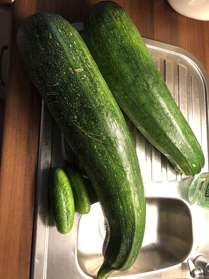 matrauh's tweet photo. Alkaa #kesäkurpitsa t olemaan jo #direktiivi mitoissa . @HyvaaSuomesta #kasvimaa #kotitarveviljely https://t.co/Ks41iws3Yw