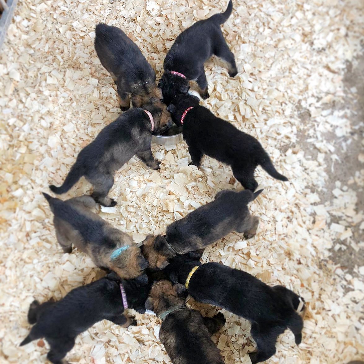 Could you be our next puppy walker? 🐕🐾

It’s that time of year again and we have new pups coming in October, mid November and early 2024 🐶

Puppy walkers are a vital part of our police dog training programme. They help expose the puppies to as many day-to-day situations and