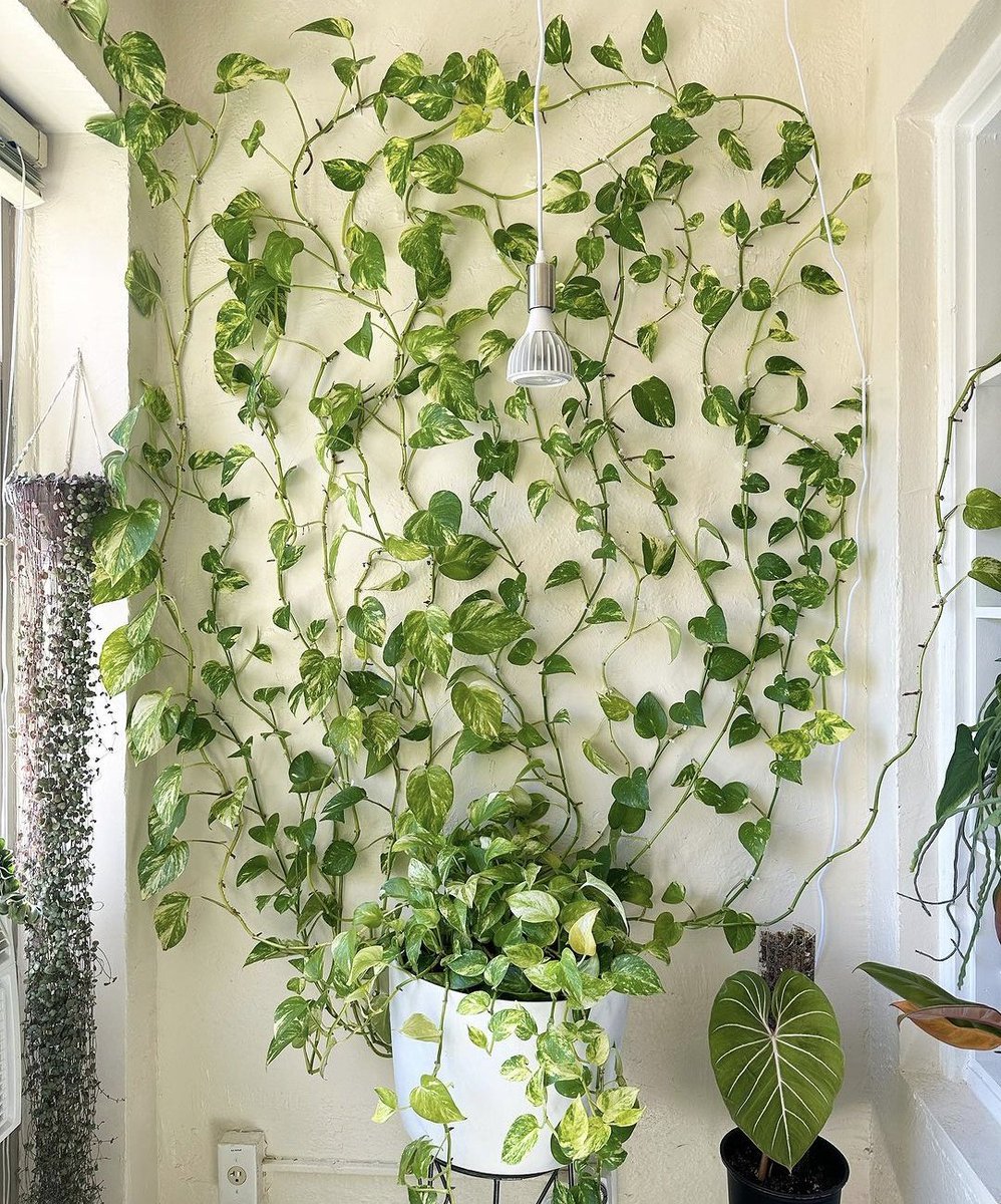 A pothos wall 🌿