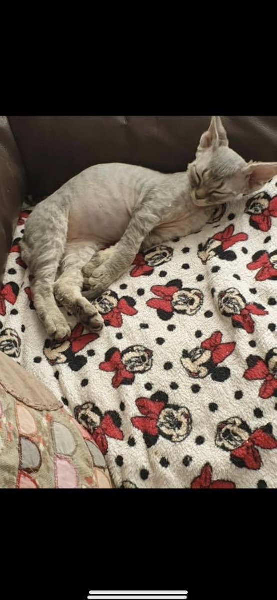 clammywynette1's tweet image. Just found this picture of the Sprat when he was a little baby! #DevonRex