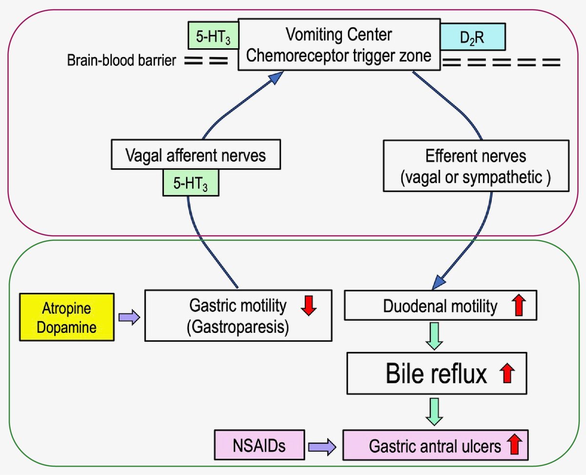 Gastroparesis induced by atropine or dopamine worsened NSAID-induced gastric antral ulcer formation in refed mice via enhanced bile reflux via 5-HT3 and dopamine D2 receptors, with the possible involvement of increased duodenal motility. bit.ly/44WOF8q