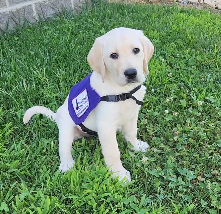 Meet SSD Maisy! This assistance dog in training was named by MITER Brands. Thank you, MITER, for supporting us and helping this young puppy begin to change lives!

Want to raise a puppy like Maisy? Sign up to become a puppy raiser! Details: khs.org/what-we-do/ass…