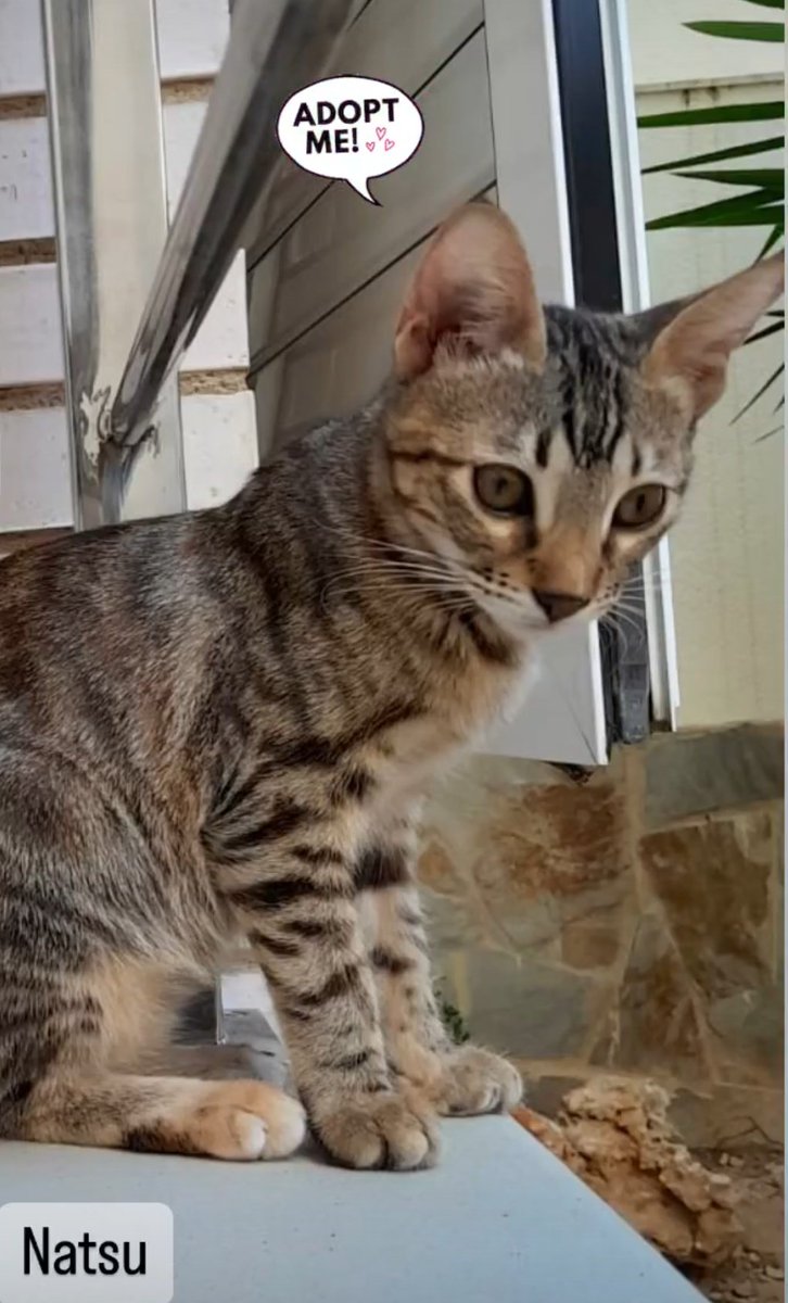 L'Aldea: Projecte Gat tweet media