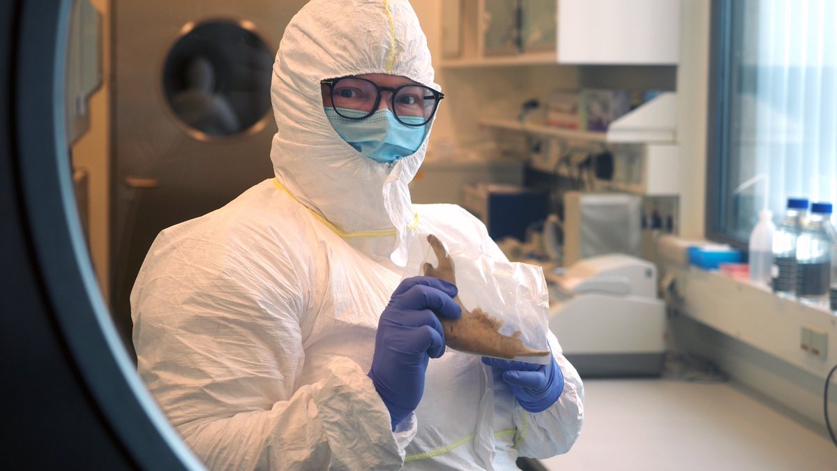 Meet <a href="/akwrunge/">AK Runge</a>, postdoc in the <a href="/fm_key/">Felix Key</a> lab, where she is identifying the reservoirs of zoonotic diseases from the Bronze Age. The sheep mandible she is holding is over 4000 years old and may contain ancient pathogens waiting to be studied. #PAW_germany  #PostdocAppreciationWeek