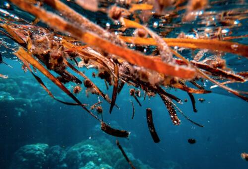 Limportant_fr's tweet photo. Alternative aux plastiques fossiles: cette startup transforme les algues en biomatériaux à bas impact carbone https://t.co/LQjD3PJQo8 @cic #partenaire https://t.co/FJHVlK2eic