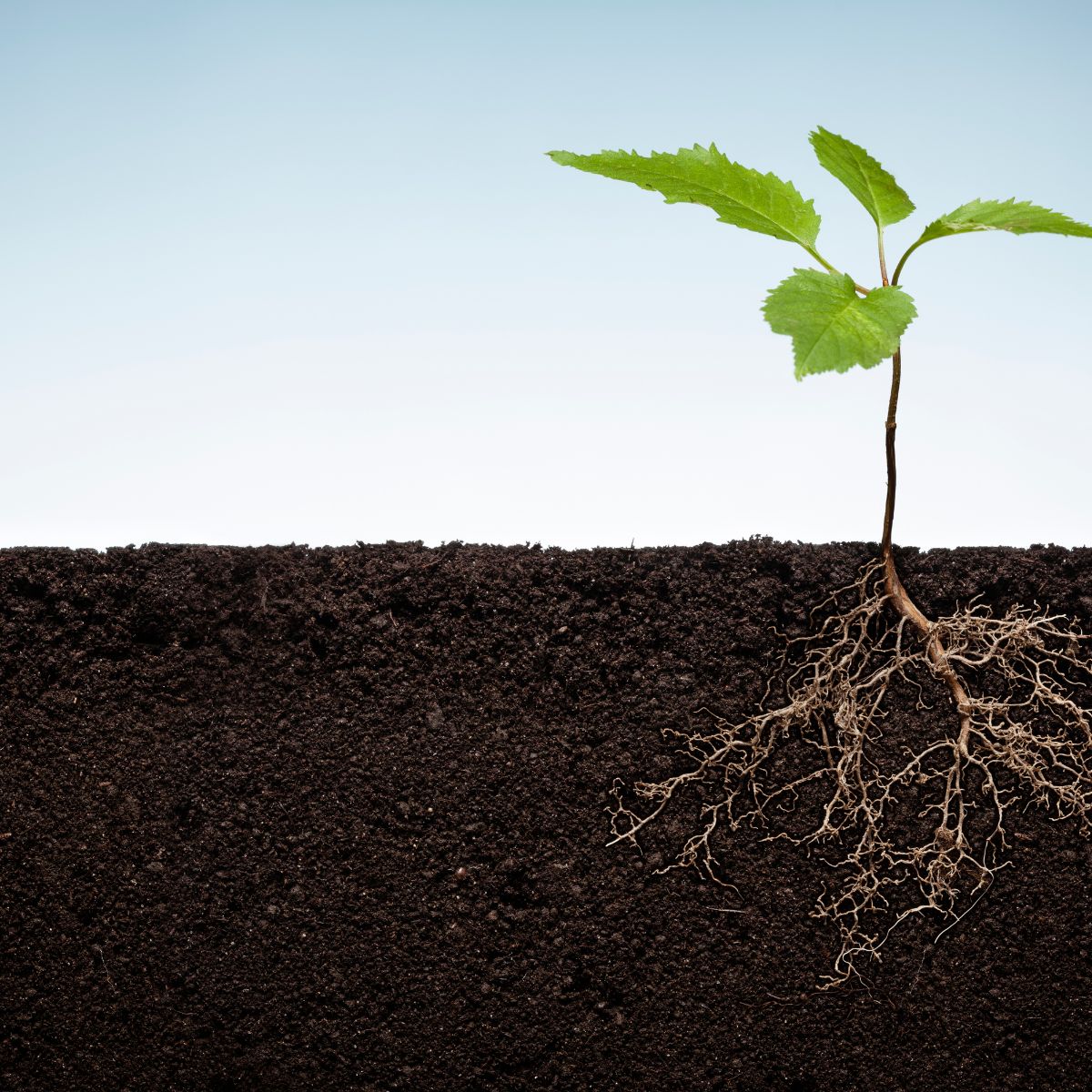 🌍🌿Here's a fun nature fact for you! Did you know that plants have their own way of "talking" to each other through their root systems? It's a fascinating world we live in, and we're here to celebrate the wonders of nature together!🗣️🌱buff.ly/48kubJs
#PlantCommunication