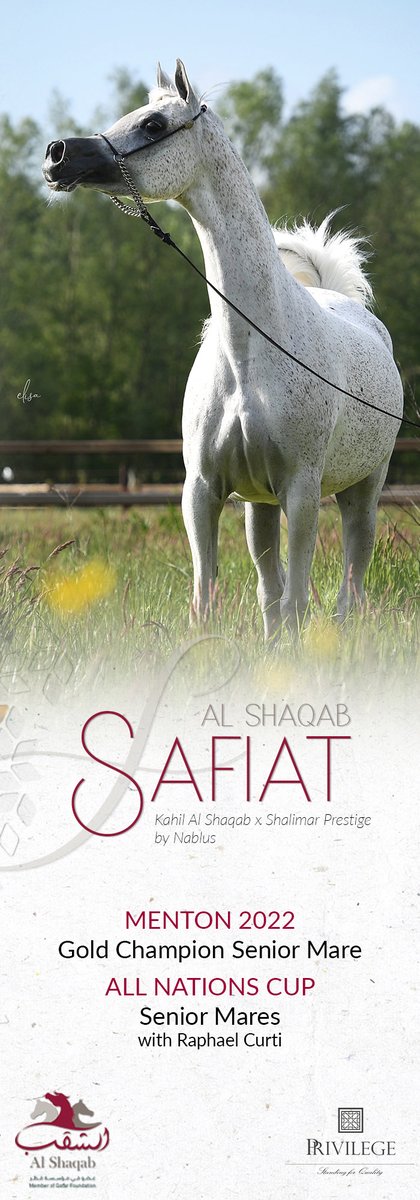ArabianEssence's tweet photo. Safiat Al Shaqab: Back in Aachen for more Gold
ALL NATIONS CUP Senior Mares with Raphael Curti
Click here to see High Resolution version:
https://t.co/XFE6tDESbt
#PrivilegeSFQ #alshaqabstud #raphaelcurti #aachen2023 #aachencontender #safiatalshaqab https://t.co/eE7QKuZte0