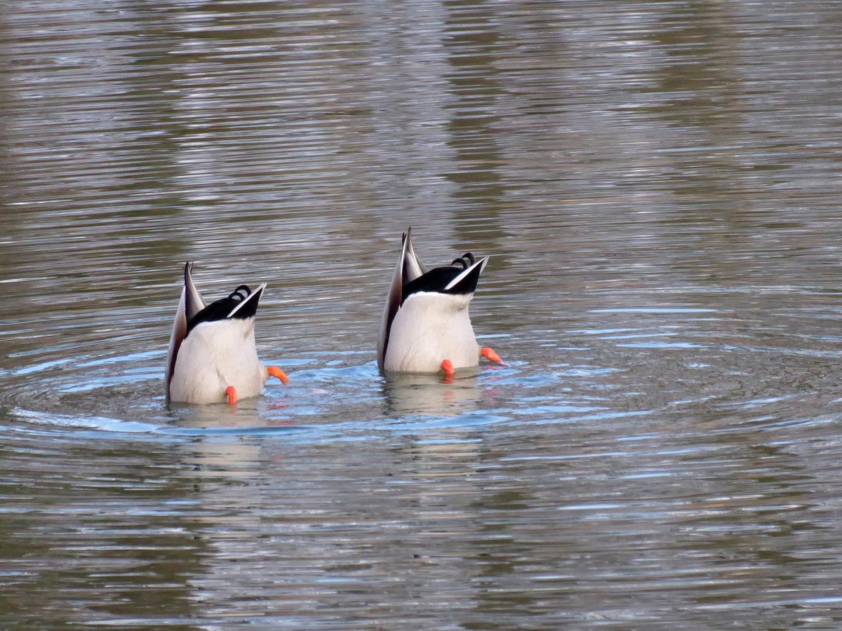 Antwort an @FotoVorschlag 
'Zwei nebeneinander' #FotoVorschlag #365Projekt #52Projekt