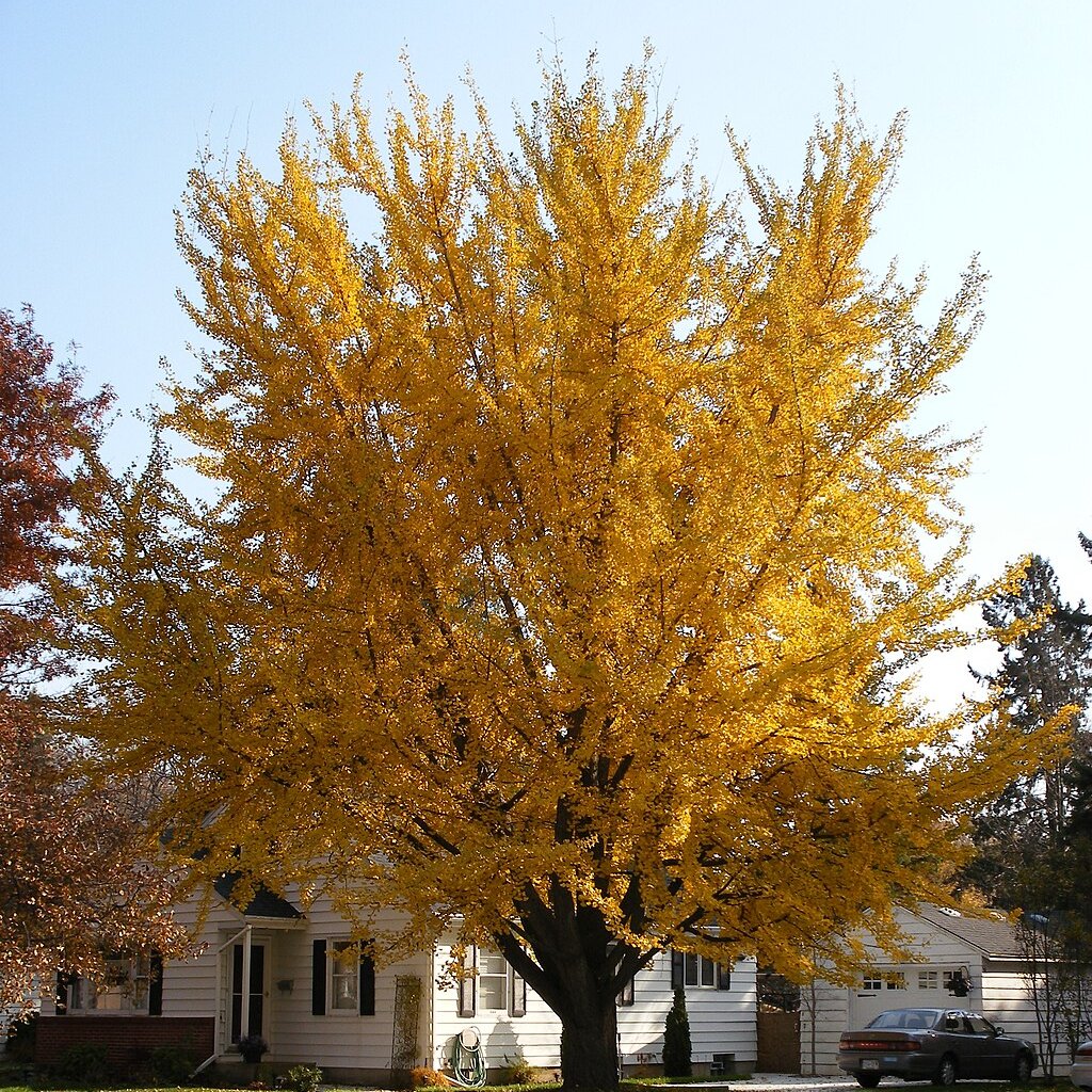 yardenercom's tweet image. Meet the ancient ginkgo tree, a living fossil that dates back to the time of the dinosaurs! Its fan-shaped leaves have remained virtually unchanged for millions of years.

📸Collected 

#AncientWonder #LivingFossil #GinkgoTree #yardener #gardening #GardeningX