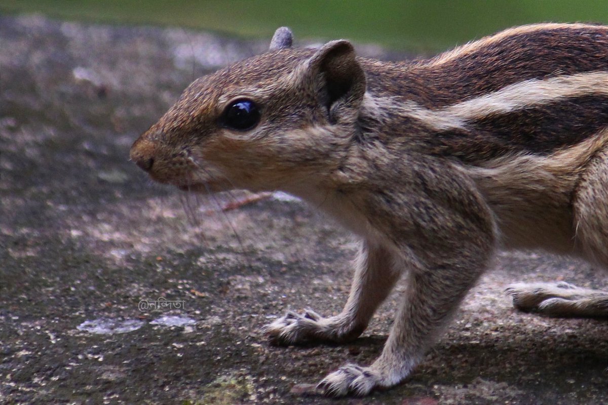 Nandita83307470's tweet photo. Squirrel
#sqirrel #Animal #animallover #NaturePhotography #nature #nature https://t.co/xVlISKenlV