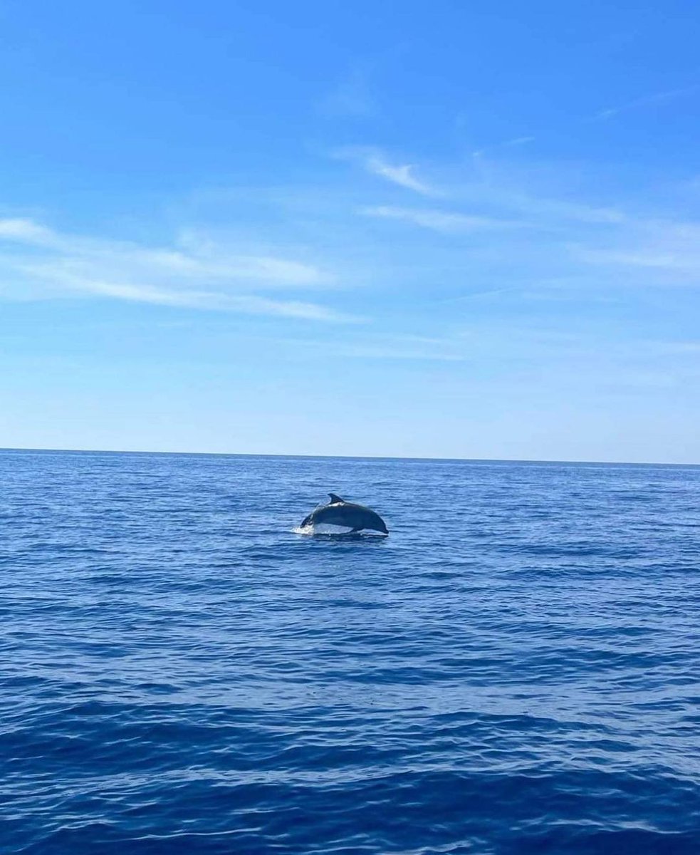 otcalvi's tweet image. Si vous  visitez la Réserve de Scandola, vous avez toutes les chances  d'apercevoir cet animal majestueux, coquin et joueur dans son milieu  naturel 🐬En avez-vous déjà vu ? 📷 @giru_mare
#scandola #dauphin #dolphin #animalslovers #animalidicorsica #wild #corsica #picoftheday