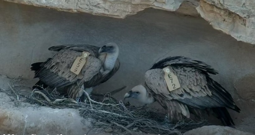 BirdLifeIsrael's tweet photo. As the curtain comes down on a very dramatic breeding season for our Griffon Vultures, we've put together a summary (with videos) of how that drama unfolded.... a perfect five-minute diversion from your day! See here: https://t.co/y8ya3HqH5i https://t.co/NgrVplTcYg