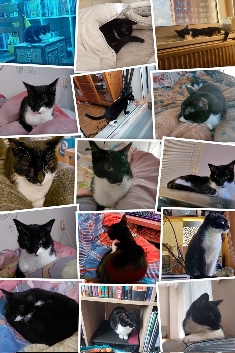 Bij deze een aantal foto's van onze poes ❤️