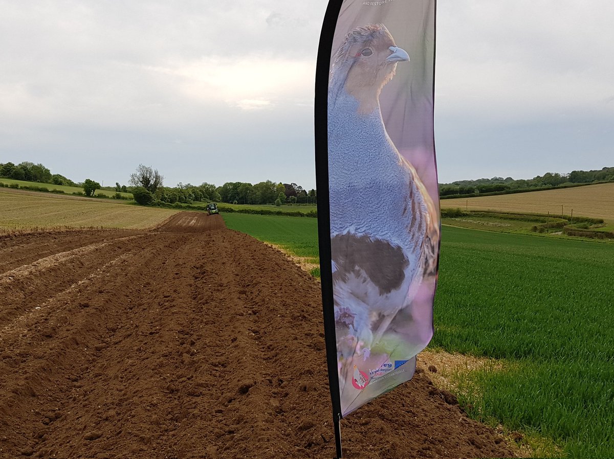 🧵 End of project fact 1️⃣1️⃣: One of our greatest project successes is the introduction of the #beetlebank into #AESpolicy in the #Netherlands. From none in 2016, there are now at least 36 km of #wildlifecorridors doing their bit to help recover #farmlandwildlife. <a href="/BoerenNatuurNL/">BoerenNatuur</a>