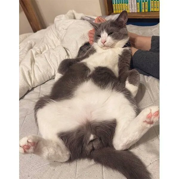 「なでてほしくて「モフれ」と大胆な姿を見せる猫 飼い主の足を「枕」にするくつろぎっ」|ごる猫 Σ(っ=ΦωΦ)っのイラスト