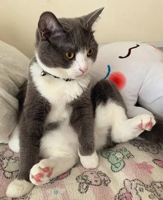 なでてほしくて「モフれ」と大胆な姿を見せる猫 飼い主の足を「枕」にするくつろぎっぷりがお見事|ねこのきもちWEB MAGAZINE  