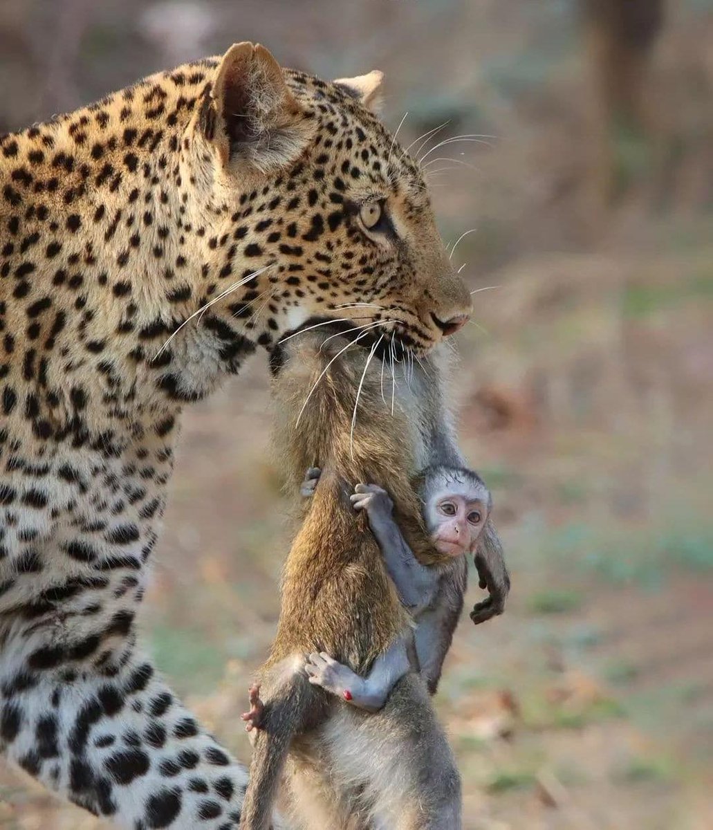 Nature Is Scary (@nature1sscary) on Twitter photo 