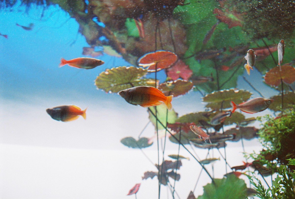 透けるオレンジ

#すみだ水族館 
#水族館フォト #フィルムカメラ #フィルム写真 
#photo #filmphoto #aquarium 
#OLYMPUS #olympusom10
#フィルムで写す水族館