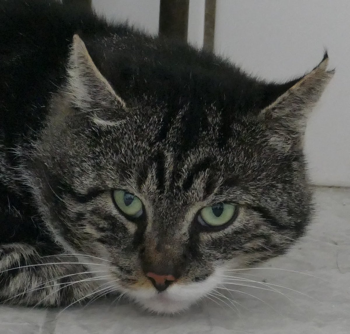 Balou sucht ein liebevolles und geduldiges Zuhause

#Katzen #AdoptDontShop
