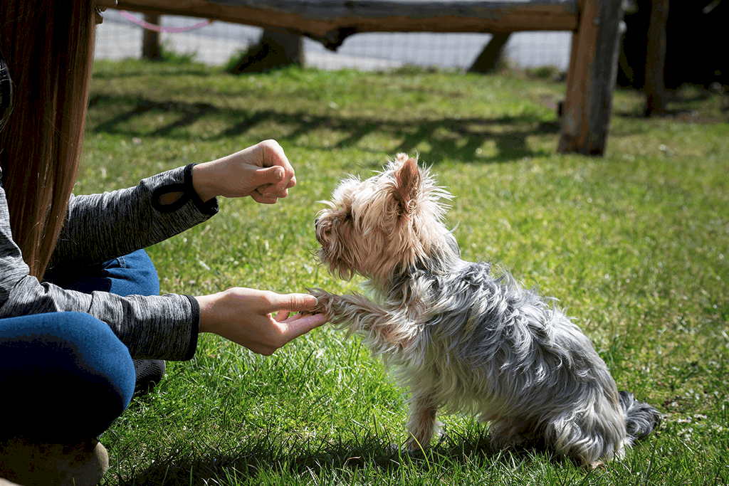 Pets4Good_es's tweet photo. ¿Qué diferencias hay entre un #etólogo canino y un #adiestrador? - Artículo en el #Blog de #Pets4Good - Acciones que dejan huella 🐾

https://t.co/a7fJ0uYTCZ https://t.co/iyqJ4FHJVK