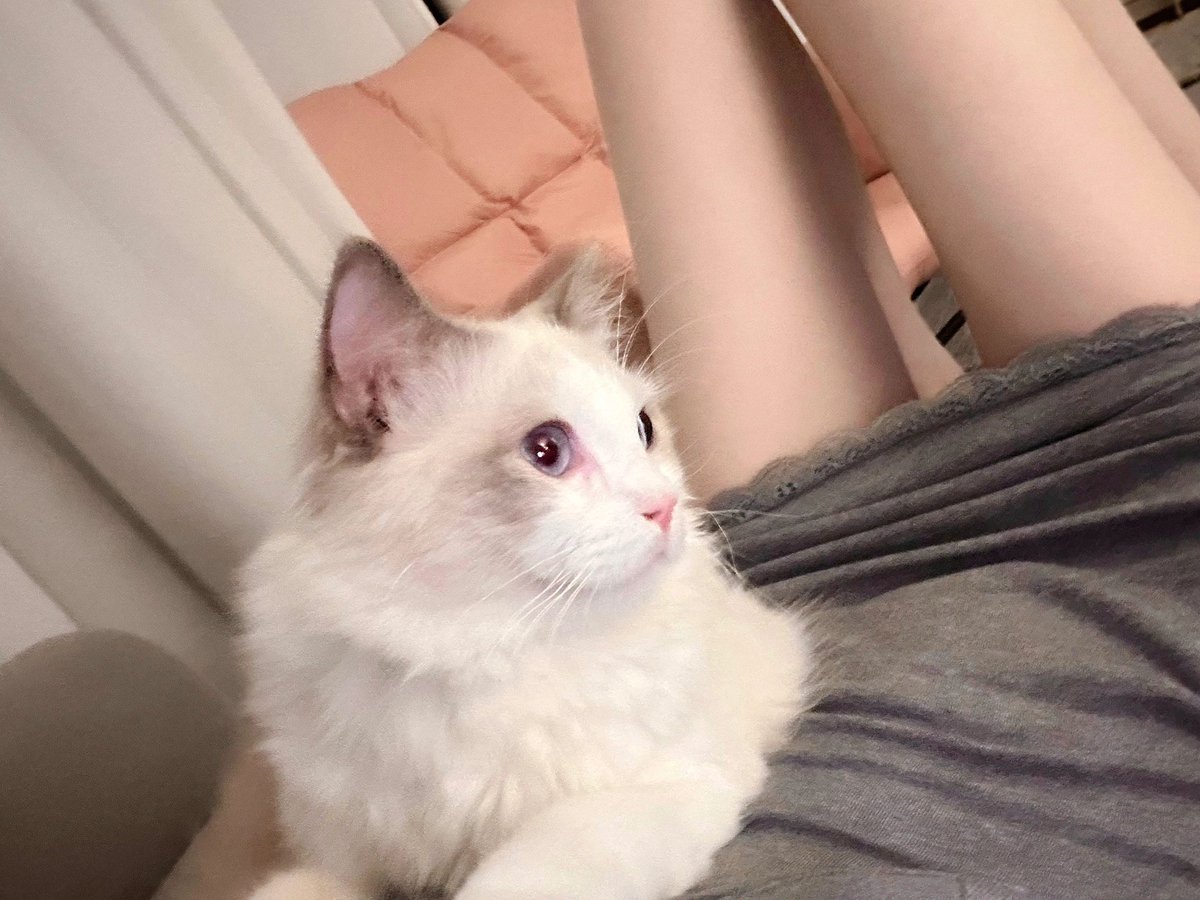 theppapp's tweet image. 谁还不是个小公主呢 #上海