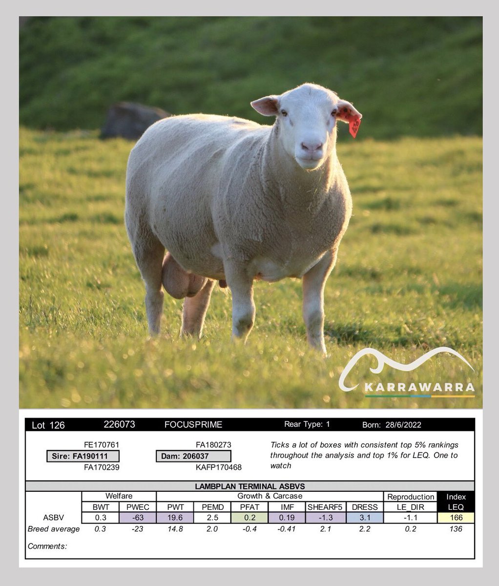 Growth, eating quality, fat, dressing % and excellent worm resistance. Little wonder he is in the top 1% of the LEQ index.  Karrawarra’s #FocusPrime is quickly becoming the terminal of choice for the progressive producer. Spring sale Monday 25th September. karrawarra.com.au
