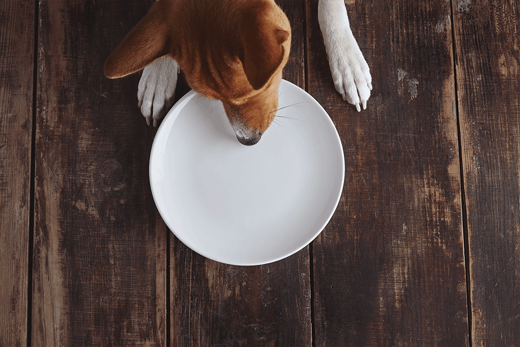 Pets4Good_es's tweet photo. Mi #perro 🐶 come demasiado rápido: Si has observado que tu perro come demasiado rápido y termina su ración en cuestión de segundos o que en lugar de comer, #devora… Este post es para ti - Artículo en el #Blog de #Pets4Good - Acciones que dejan huella 🐾

https://t.co/jImwd1LlJu https://t.co/Kf4SiaUn1y