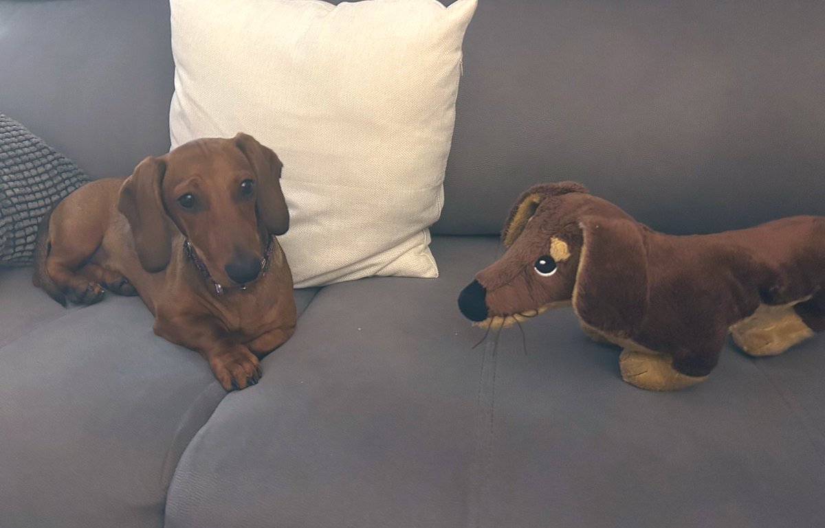 aliciafloresd's tweet photo. Dos iguales para hoy. #teckel #Dachshund #miflor #flowers 🌺 https://t.co/tUgoXS4rYQ