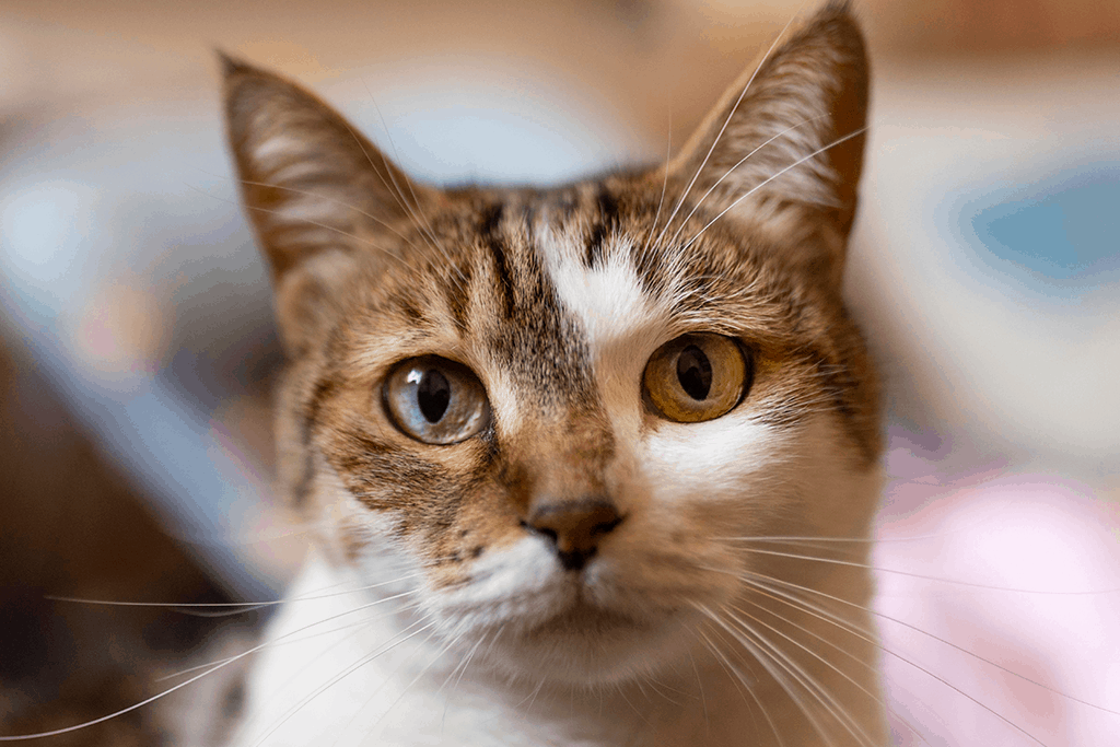 Pets4Good_es's tweet photo. #Leucemia #felina: Es una #enfermedad infecciosa muy grave, de origen vírico, que debilita el #sistema #inmunitario de nuestros compañeros felinos 🐈 - Artículo en el #Blog de #Pets4Good - Acciones que dejan huella 🐾

https://t.co/UK26laNmIC https://t.co/2R6vEPkbJX