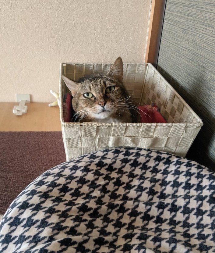 0313Nya's tweet photo. にゃん、今年の夏はとても暑かったよ
そちらはどうですか？
去年の今頃をよく思い出します。
早いものでもうすぐ一年
一日たりとも忘れたことはないよ、にゃん。
月命日 https://t.co/KhNMkofz4m