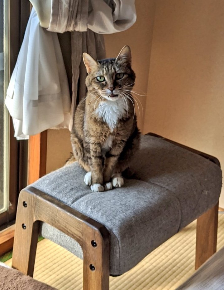 0313Nya's tweet photo. にゃん、今年の夏はとても暑かったよ
そちらはどうですか？
去年の今頃をよく思い出します。
早いものでもうすぐ一年
一日たりとも忘れたことはないよ、にゃん。
月命日 https://t.co/KhNMkofz4m