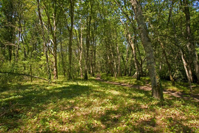 🔎L’ a-urba mène une étude sur les usages et dysfonctionnements constatés en #forêt de la métropole bordelaise et ses environs🌳  
Afin de mieux connaitre vos usages, merci de participer à ce questionnaire en ligne et de le faire suivre autour de vous ! ➡️bit.ly/3P7uS0b
