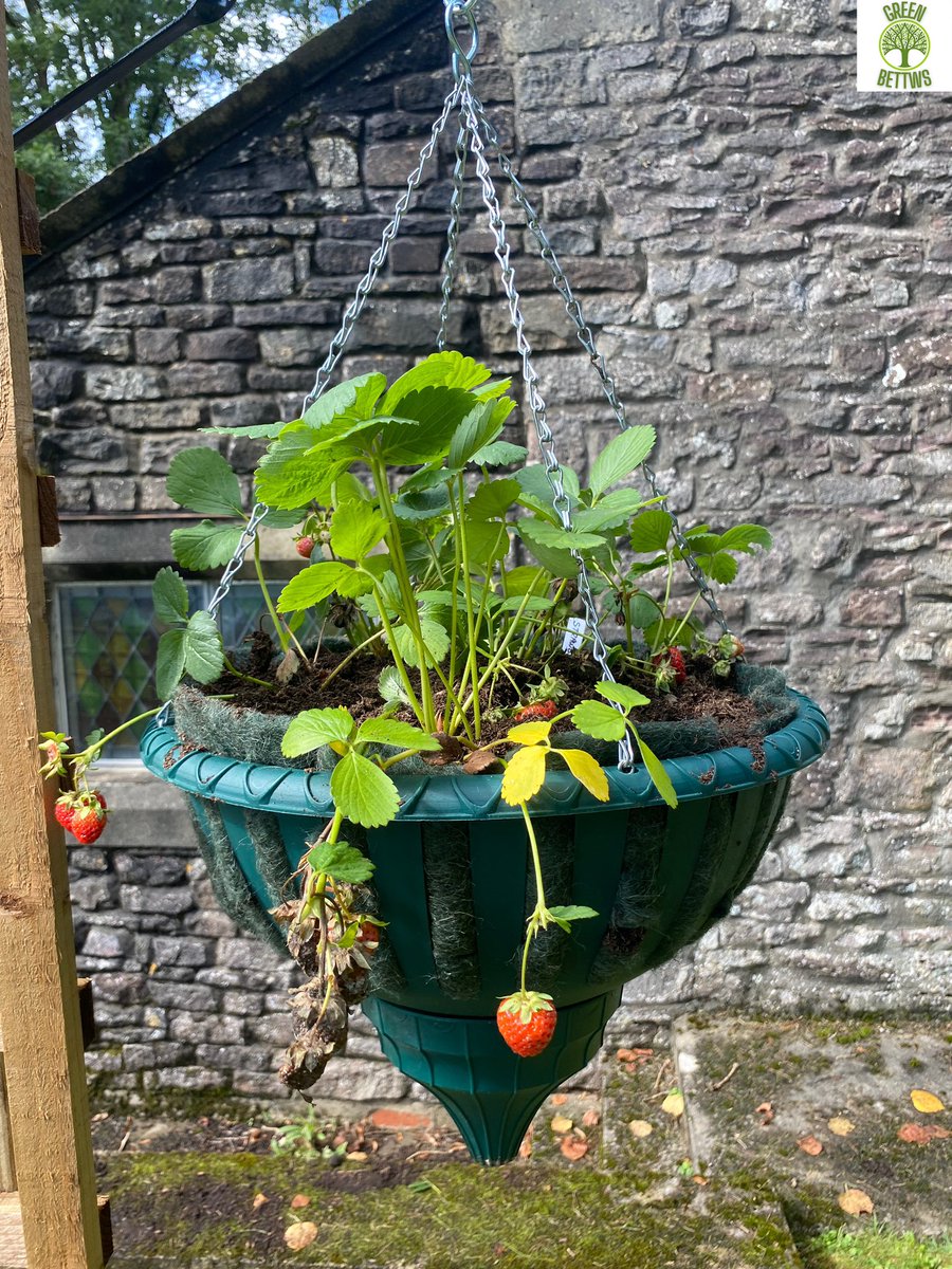 The start of the Community Growing Space @ ST DAVIDS Church, Bettws💚 If you’d like to get involved, please contact us.. 

#greenbettws #keepwalestidy #community #bettws