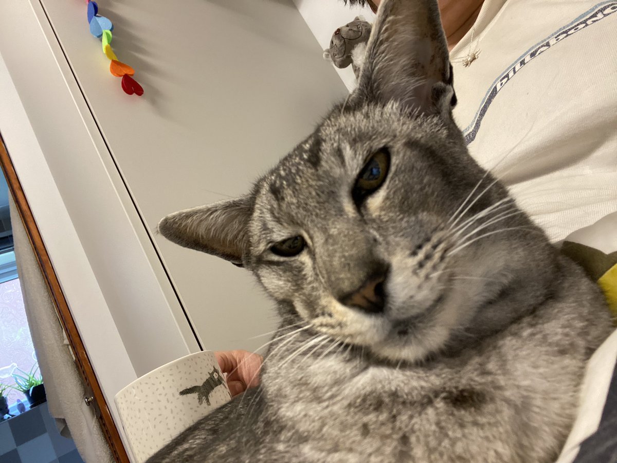mrmokeycat's tweet photo. The mum is home again to tend to my every whim! Granny was very attentive but the bed felt a bit lonely without mum in it #backfromholiday #ilovemymum #welcomehomemum https://t.co/pJqnfwx6G8