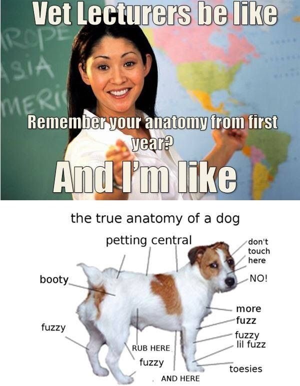OH I LOOOVE THE VETMED MEMES I FIND ON PINTEREST