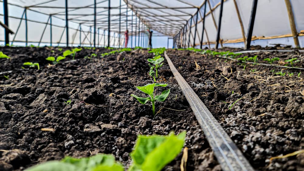 JusticeChikore's tweet photo. DID YOU KNOW? Drip irrigation have a water-use efficiency of up to 90% whereas sprinkler irrigation have efficiency of 65%-75%. https://t.co/itNfWudq7K